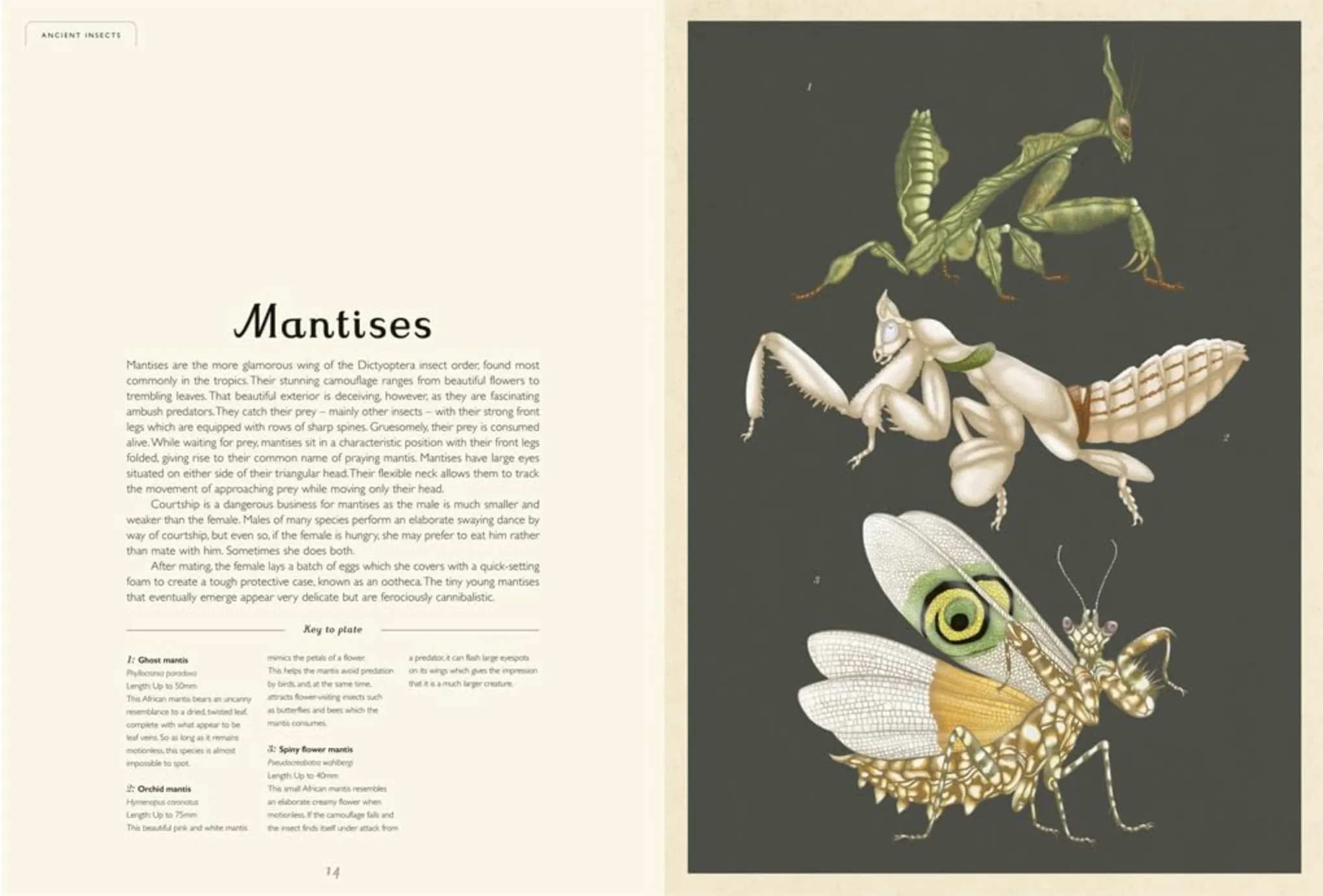 'Insectarium: Welcome To The Museum' by Emily Carter & Dave Goulson | [Signed Copy]