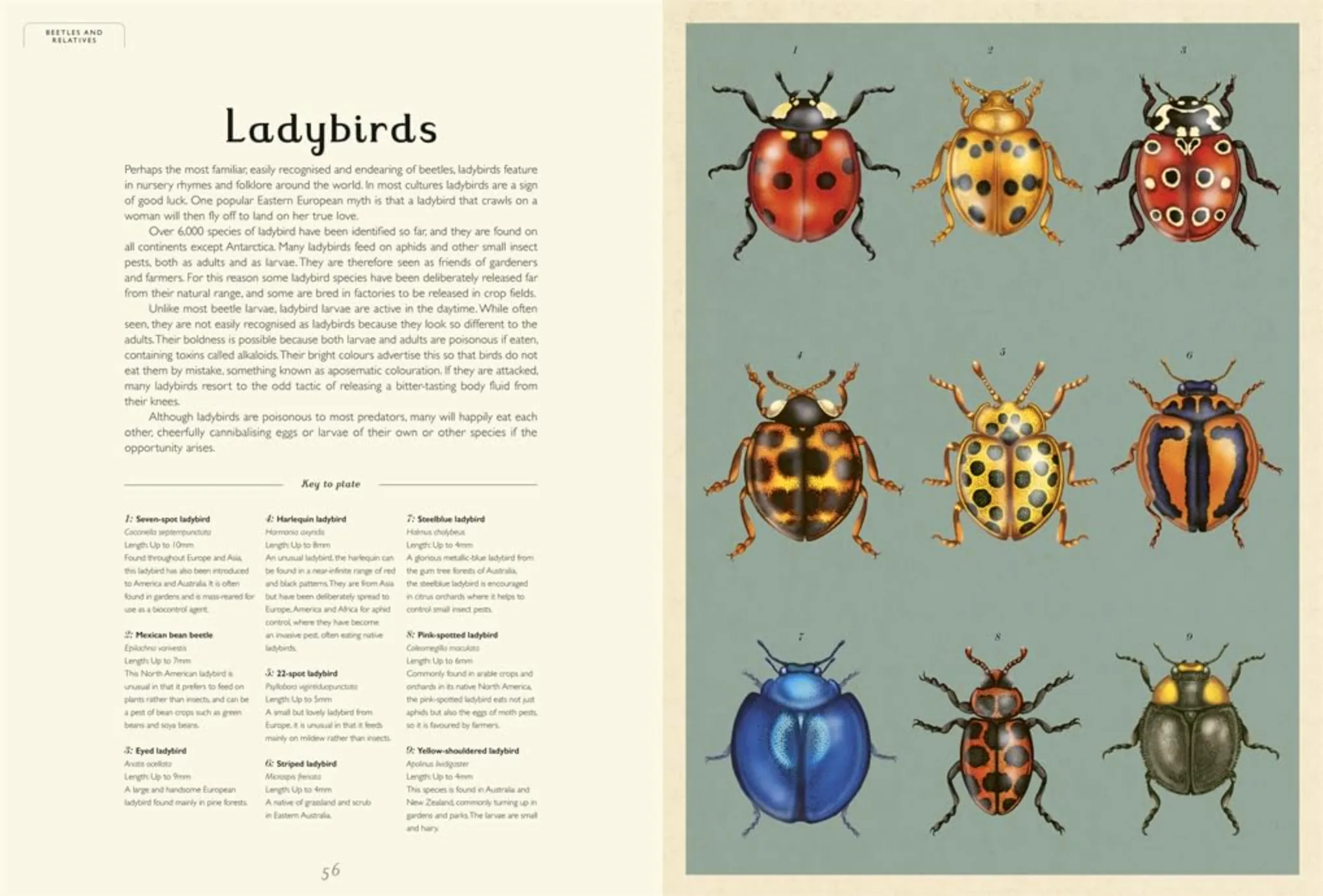 'Insectarium: Welcome To The Museum' by Emily Carter & Dave Goulson | [Signed Copy]